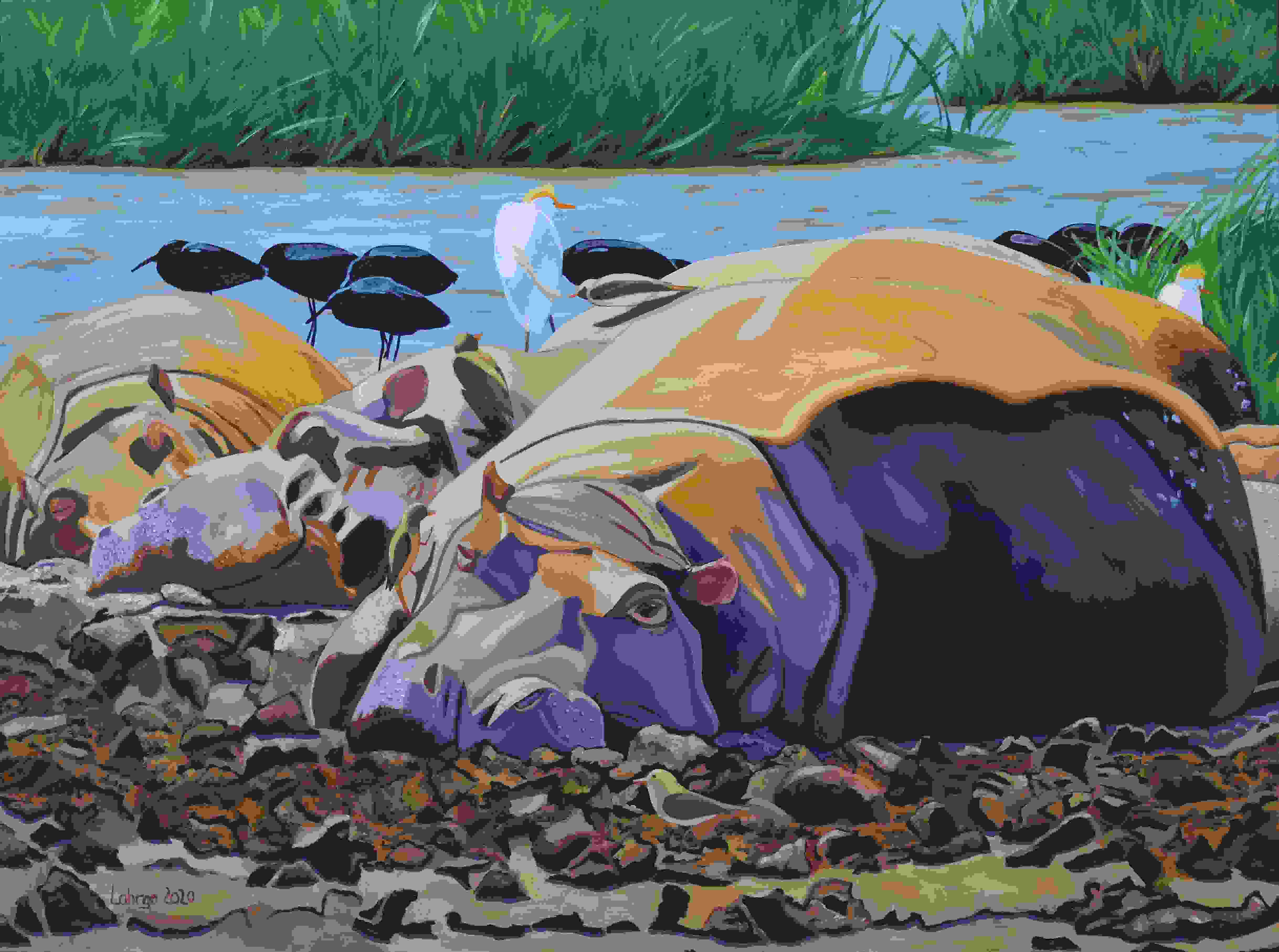 Hippos Basking in the Mud